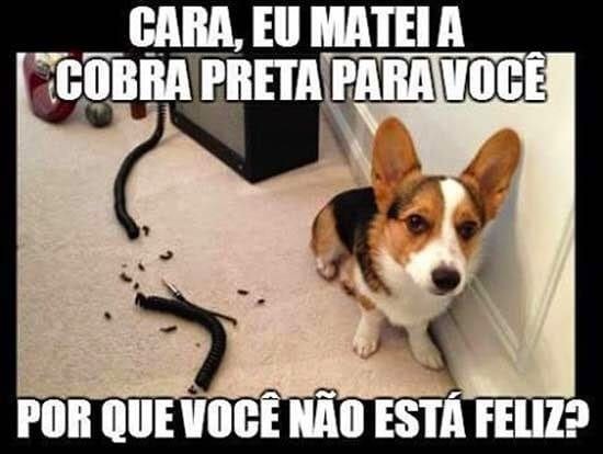 cobra preta pra você