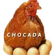 chocada 