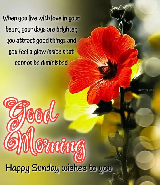Happy Sunday Images with flowers and fantastic quotes