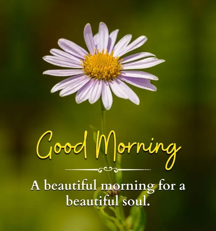 Morning vibes quotes with the best quotes it’s a beautiful morning